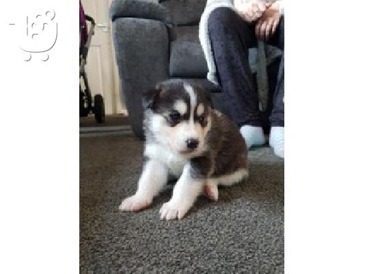 PoulaTo: Siberian husky puppies